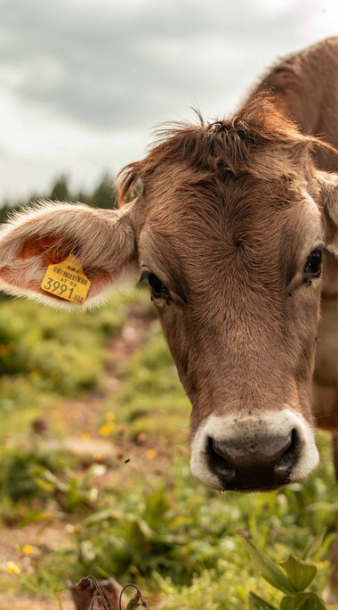 © Kleinwalsertal Tourismus eGen • Fotograf: Dominik Berchthold