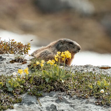 © Kleinwalsertal Tourismus eGen • Fotograf: Dominik Berchthold
